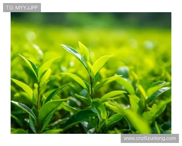 凯时旗舰平台：严格遵守行业规范，打造绿色、安全、健康的网络娱乐环境